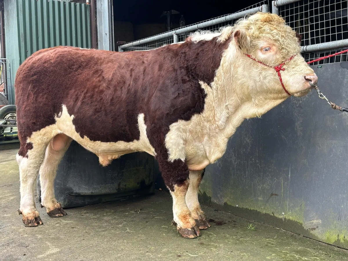 Hereford Bulls - Image 1