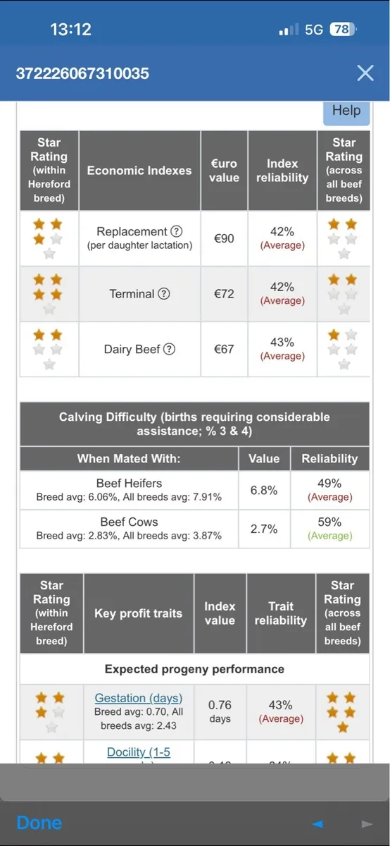 Hereford Bulls - Image 3