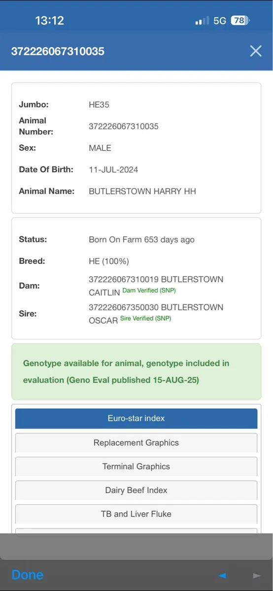 Hereford Bulls - Image 4