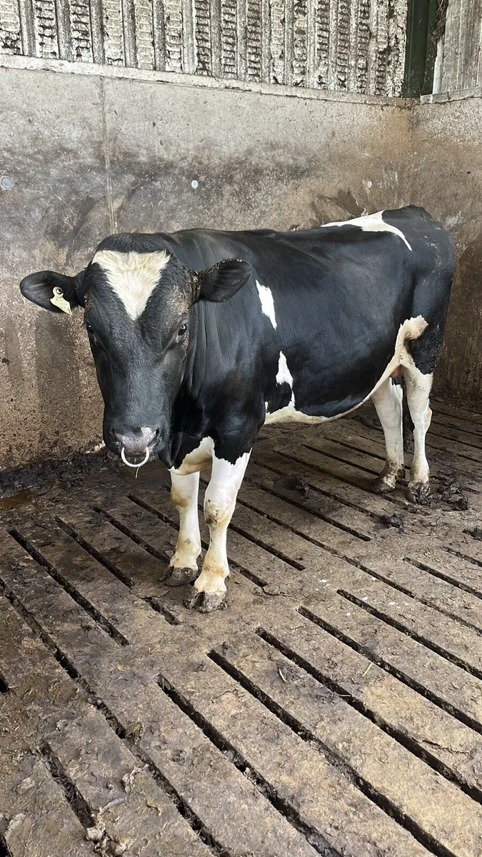 Friesian Bull - Image 1