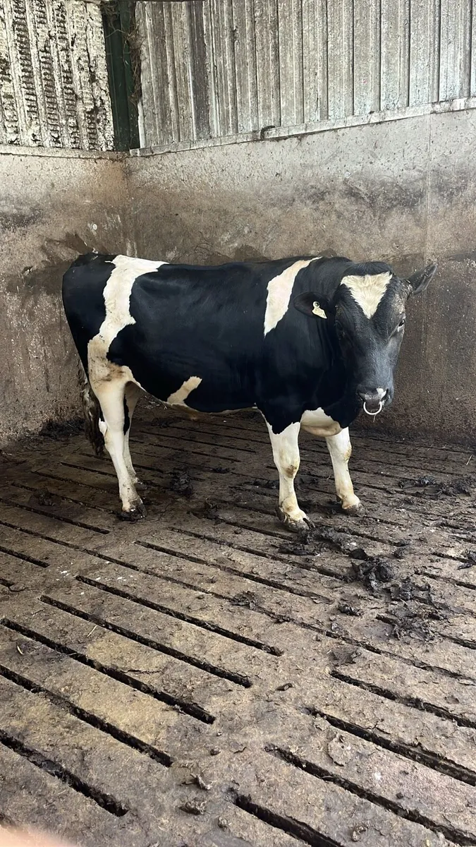 Friesian Bull - Image 2