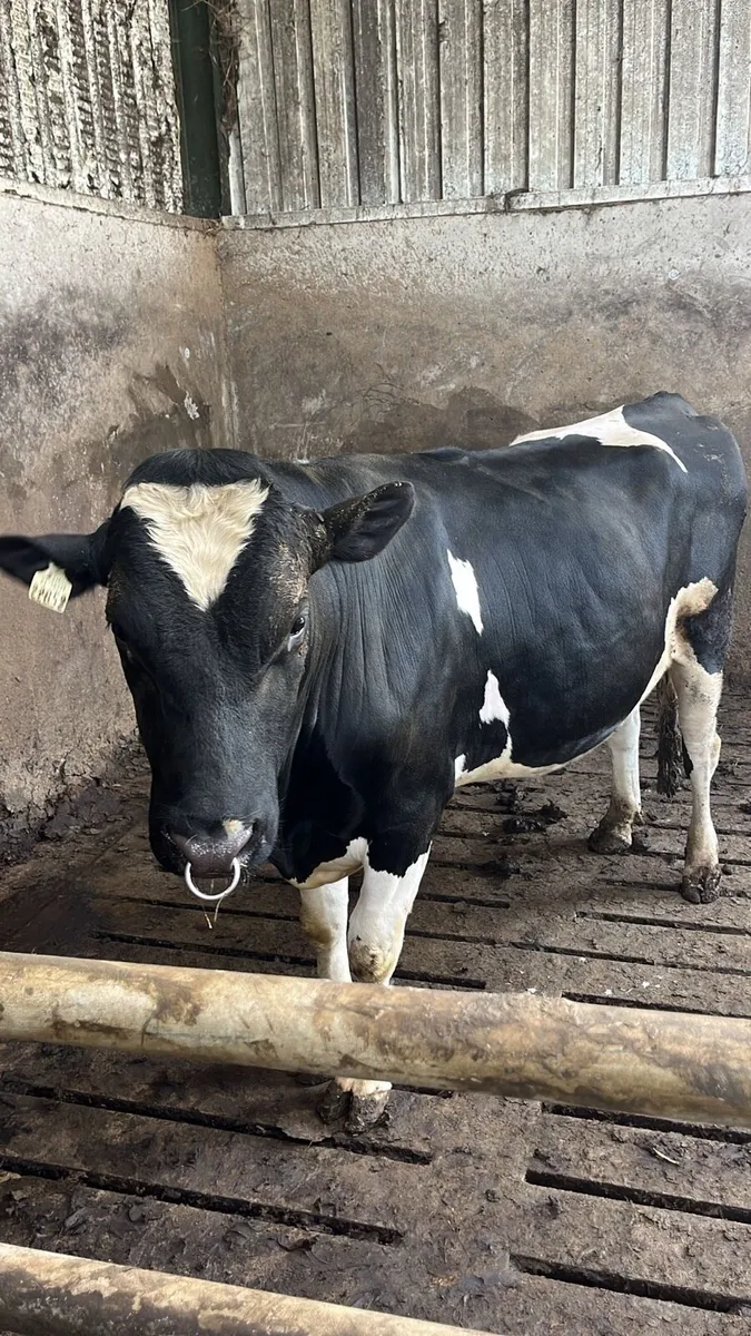 Friesian Bull - Image 3