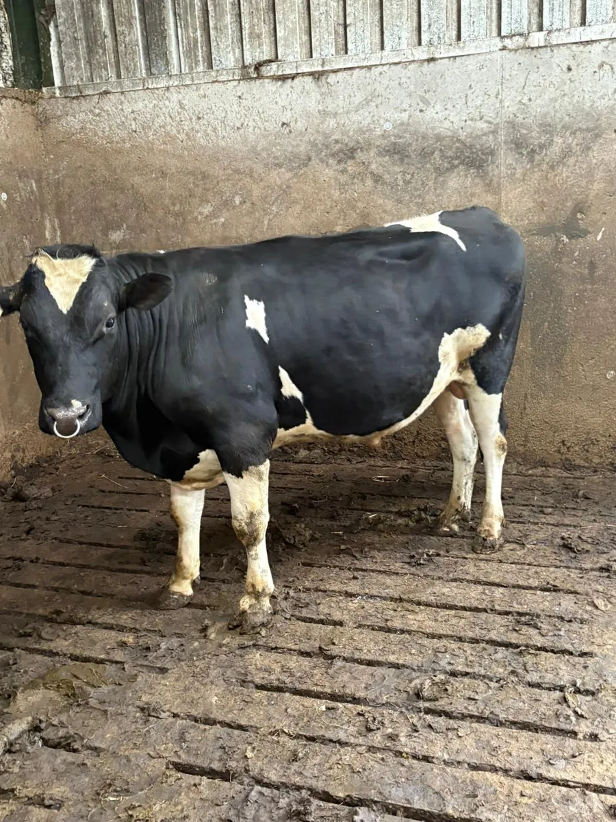 Friesian Bull - Image 4