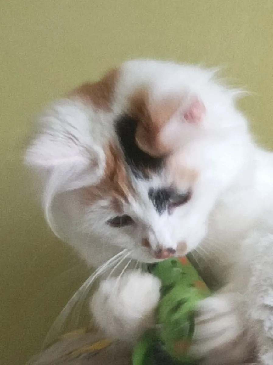 Turkish Van  kittens - Image 2