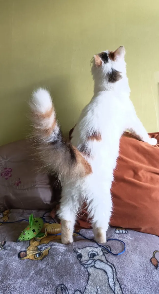 Turkish Van  kittens - Image 1