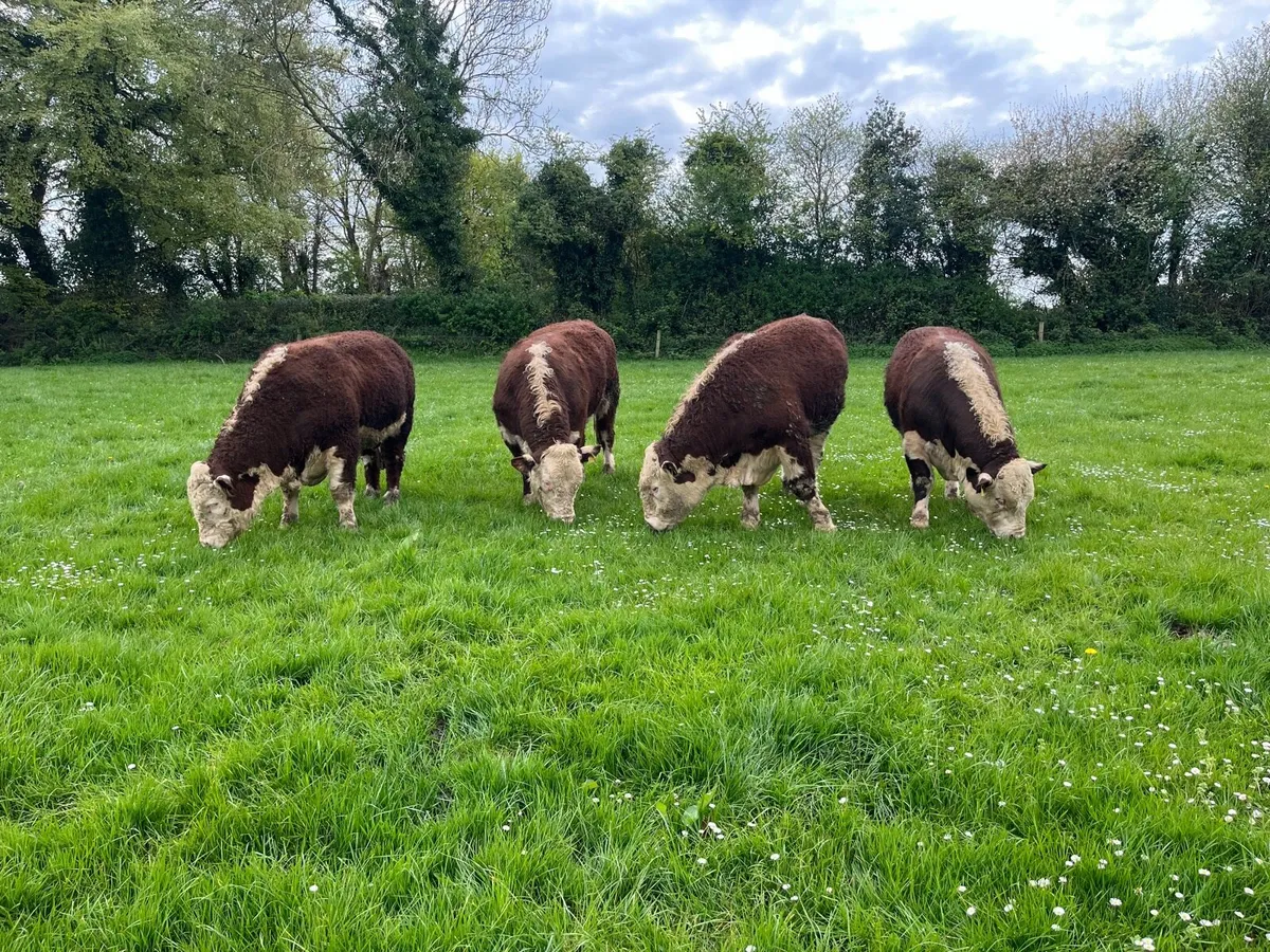 hereford bulls - Image 2