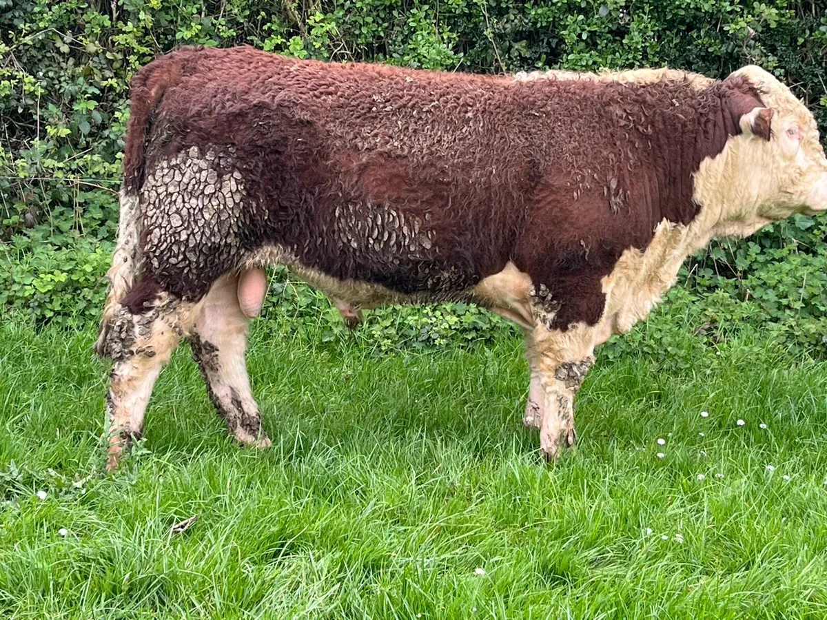 hereford bulls - Image 4