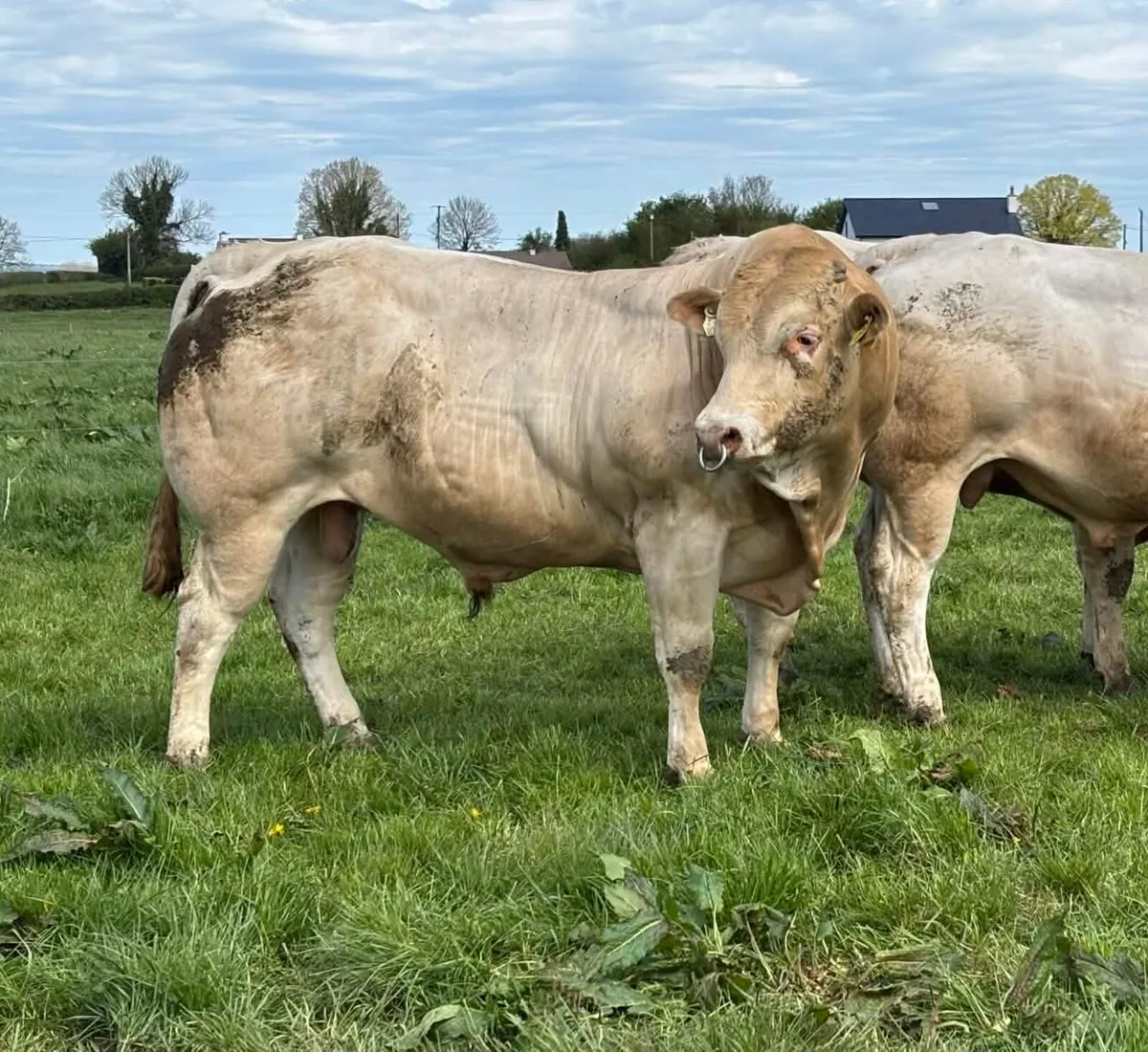 Blonde Bulls - Image 1