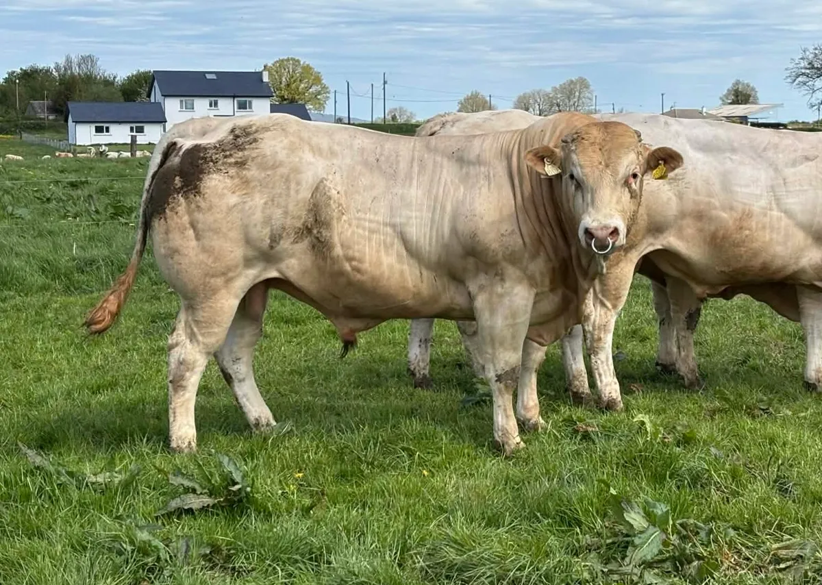 Blonde Bulls - Image 2