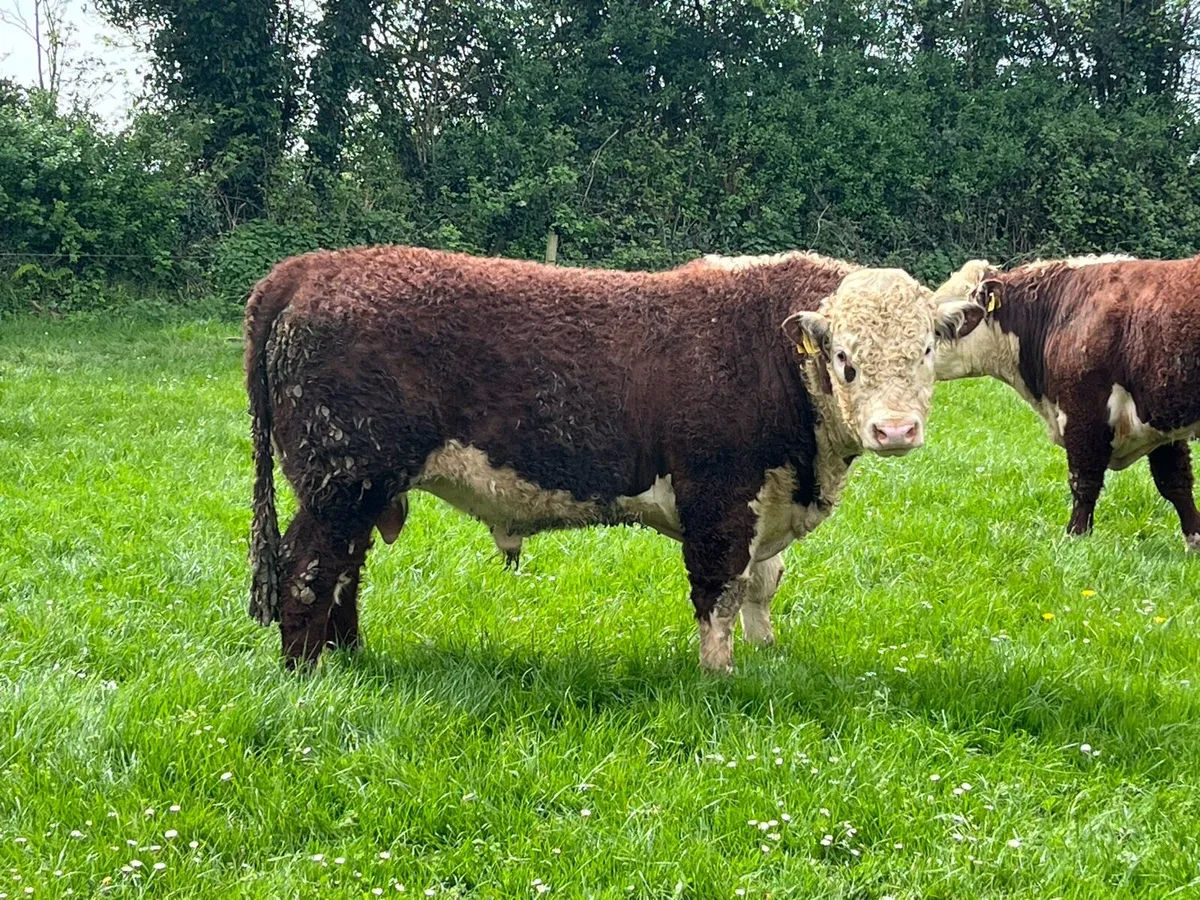 hereford bulls - Image 1
