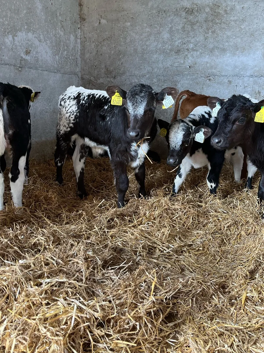 20 Beef Calves - Image 1