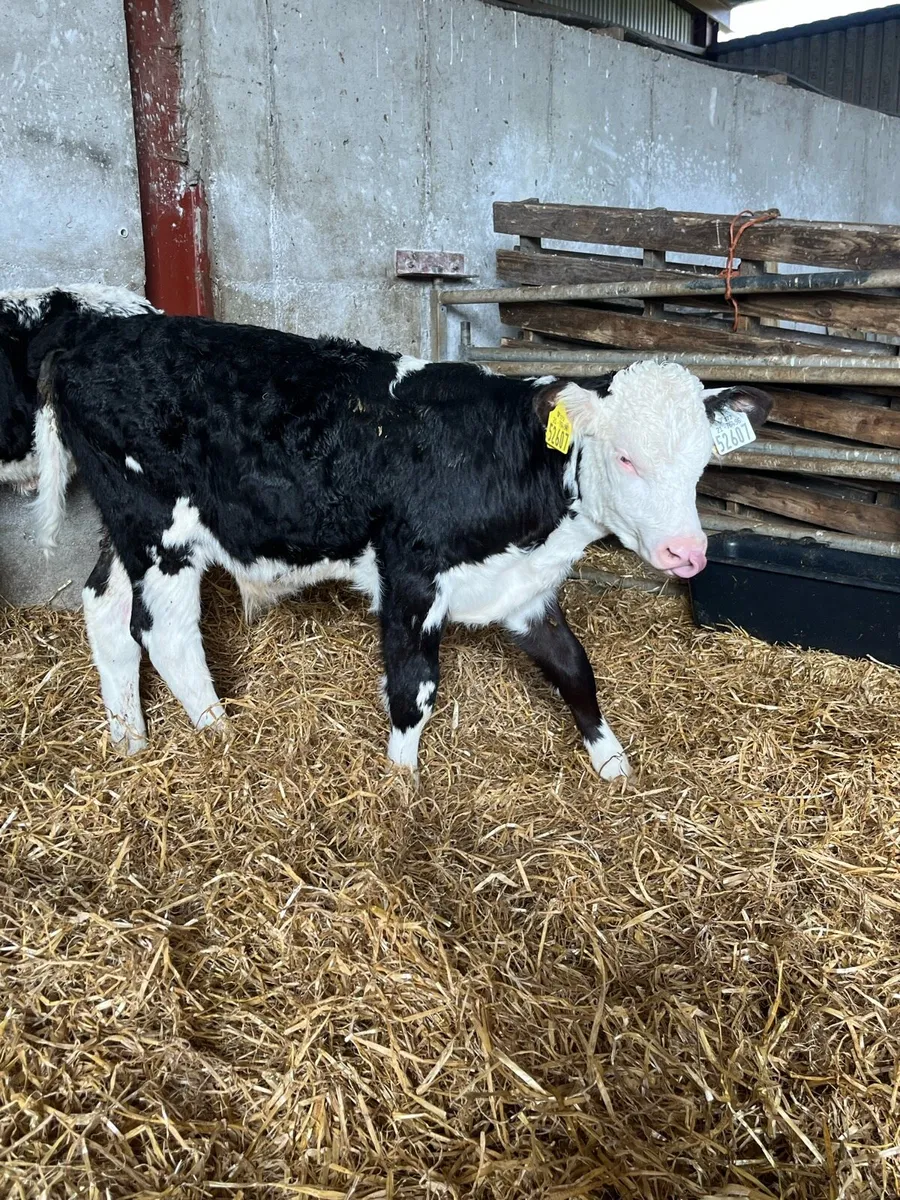 20 Beef Calves - Image 2