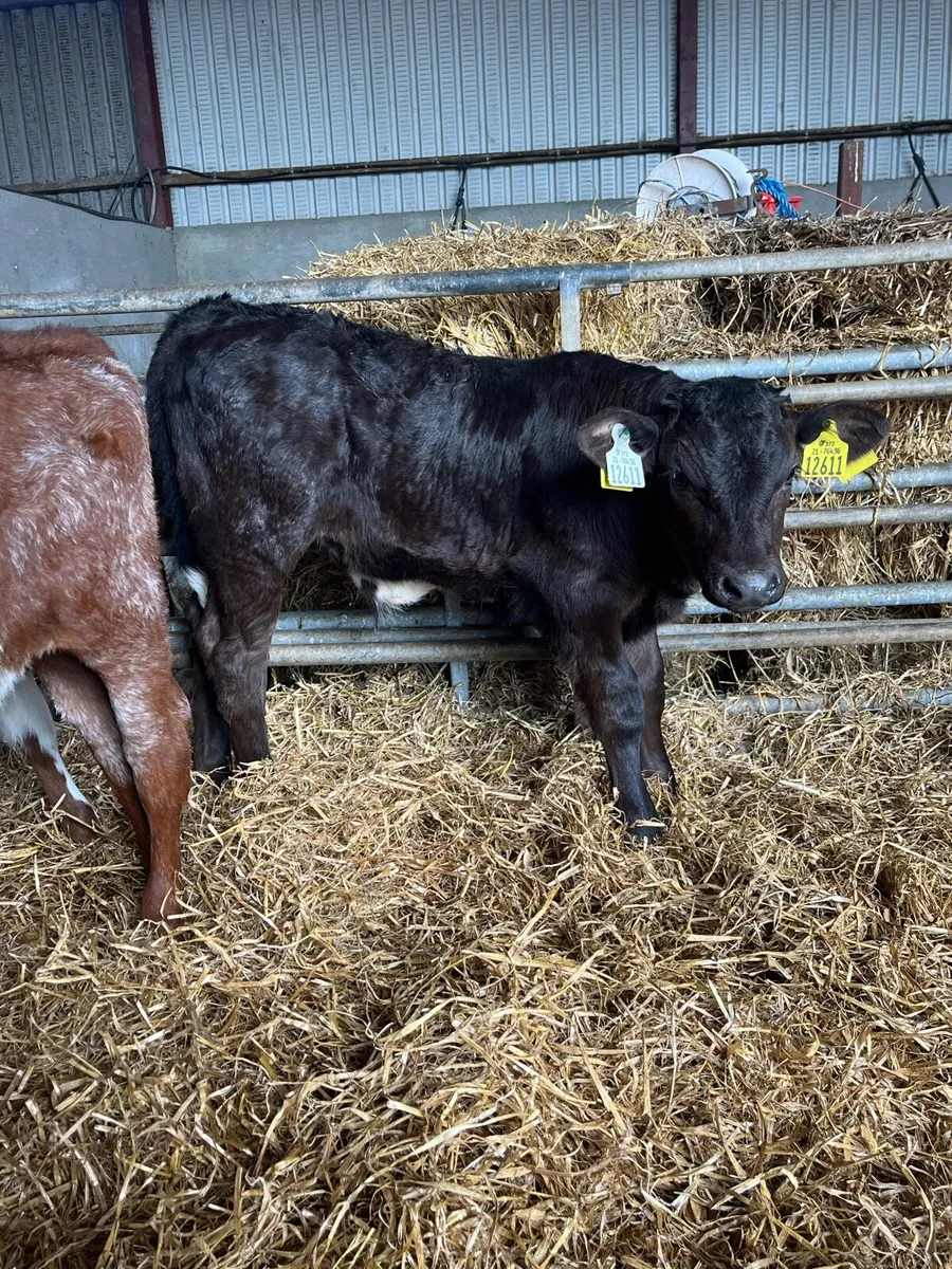 20 Beef Calves - Image 3