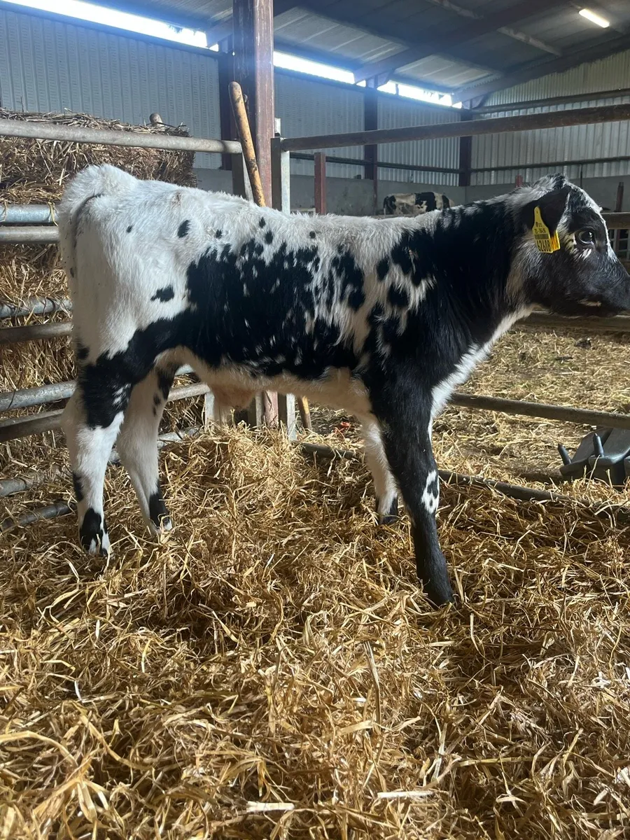 20 Beef Calves - Image 4