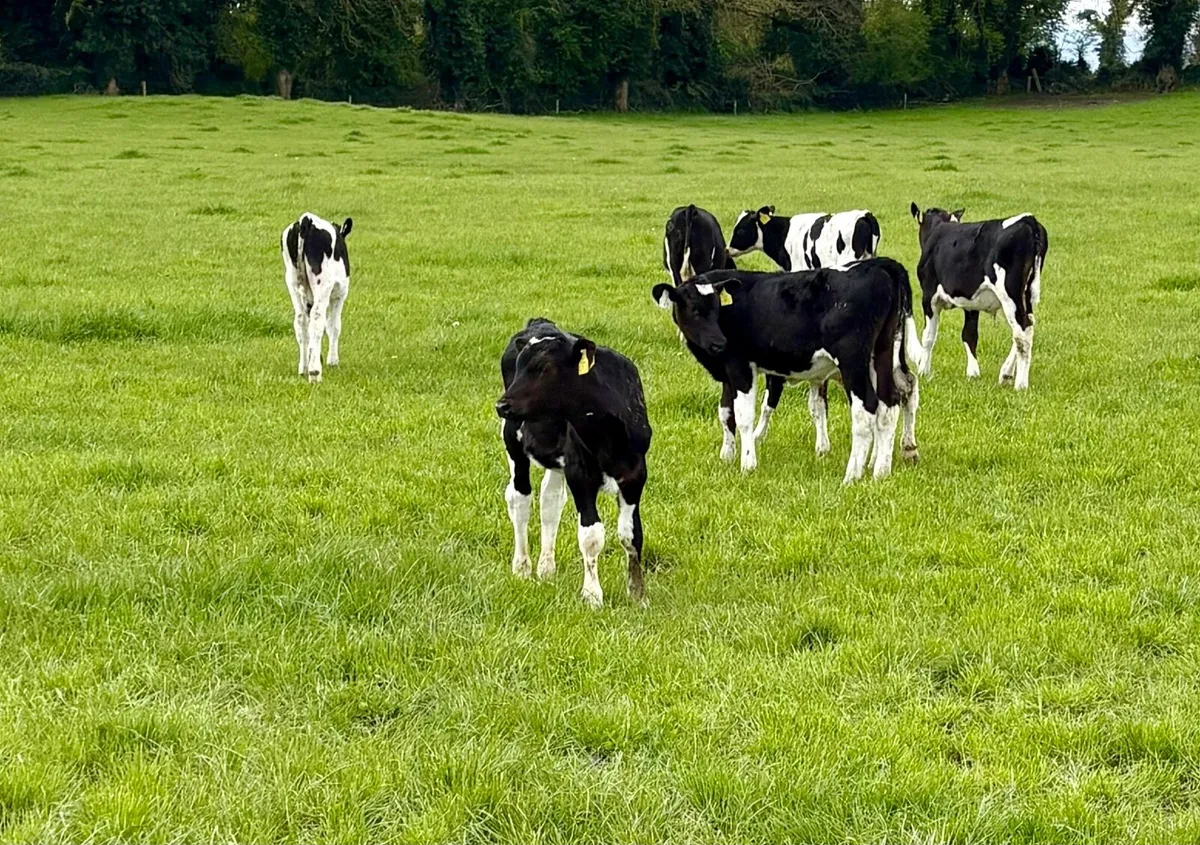 Reared Calves - Image 1