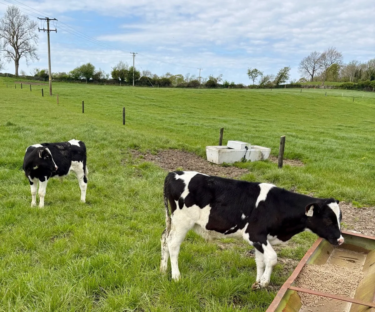 Reared Calves - Image 3