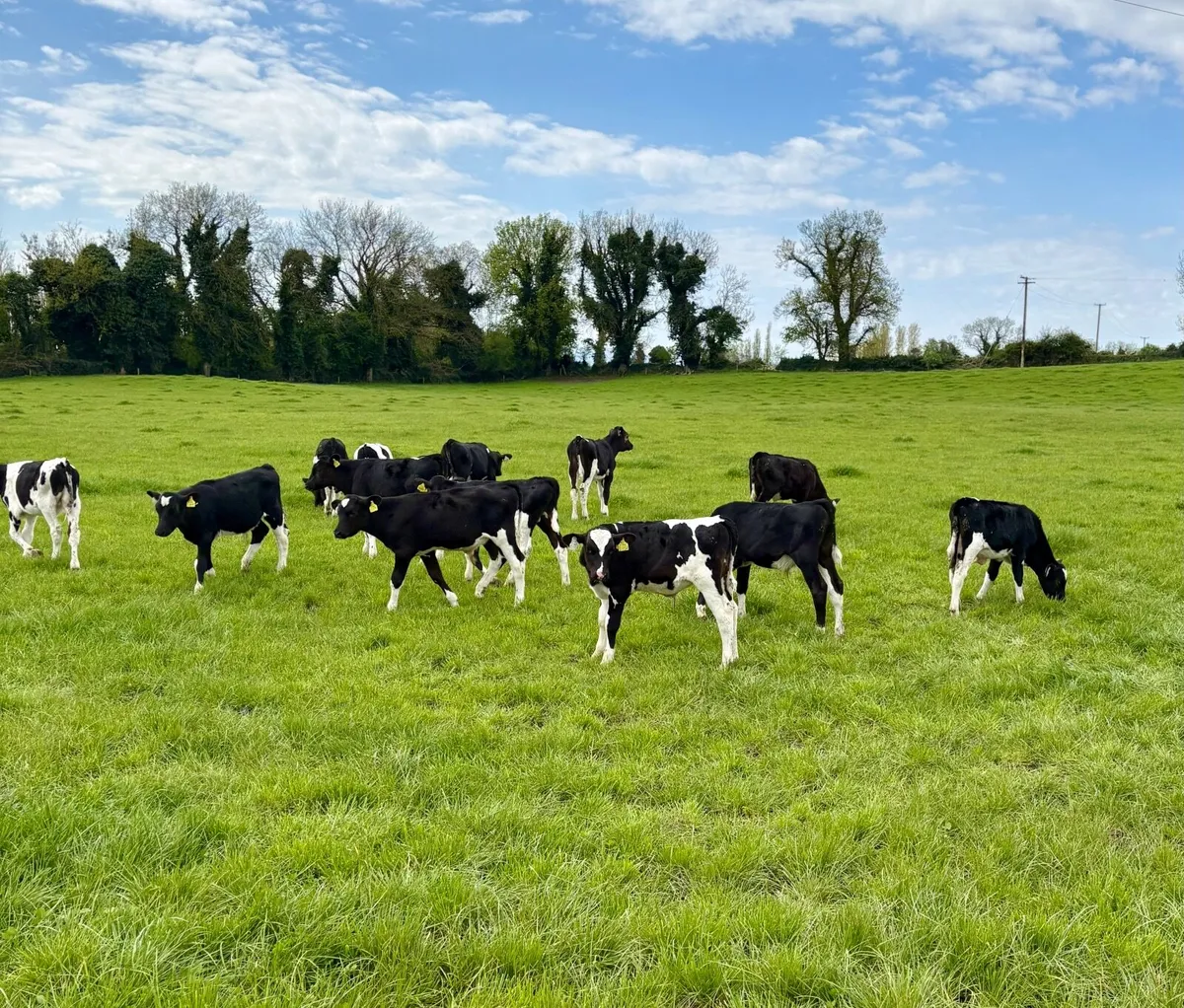 Reared Calves - Image 2