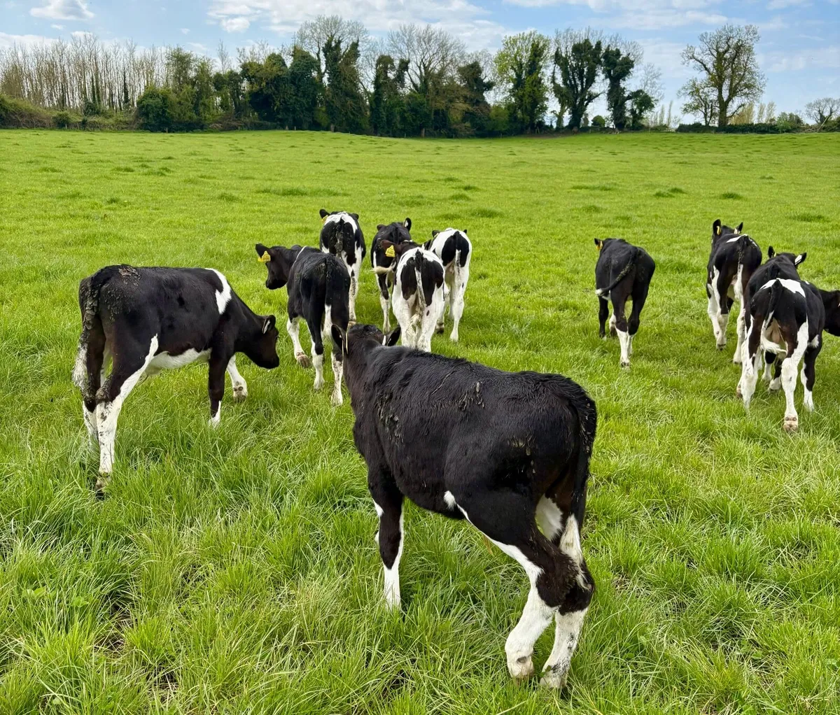 Reared Calves - Image 4