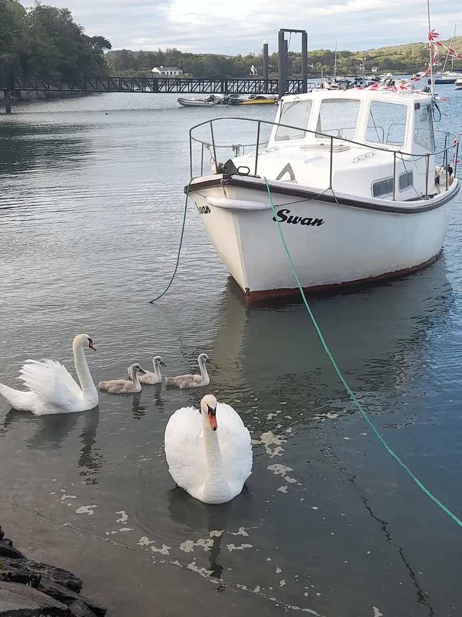 Colvic 21 boat for sale (35HP Beta Marine) - Image 1