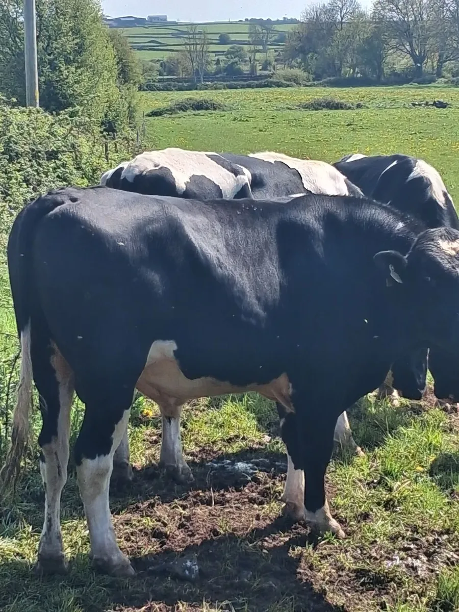 Friesian Bulls,, - Image 1