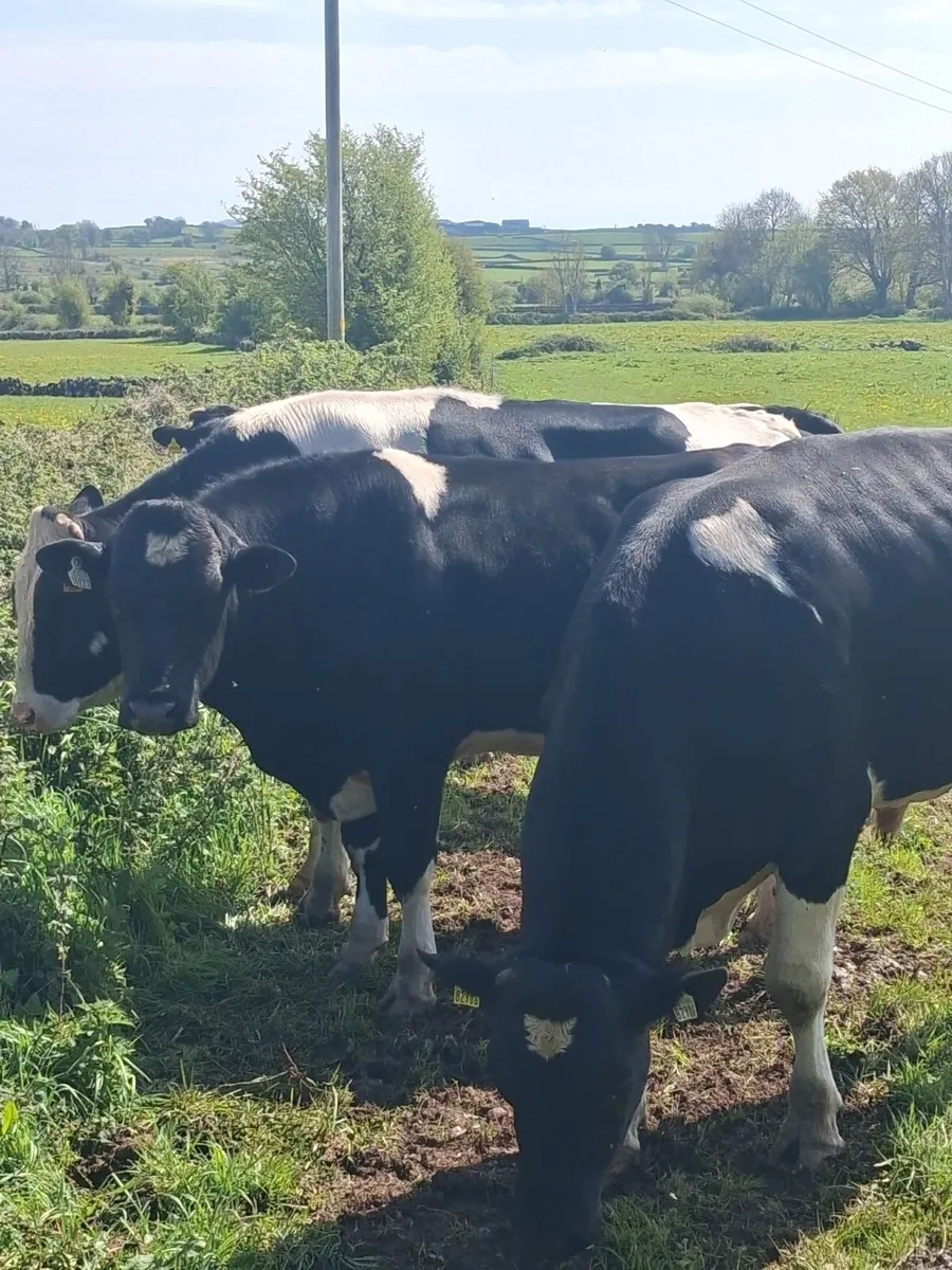 Friesian Bulls,, - Image 2