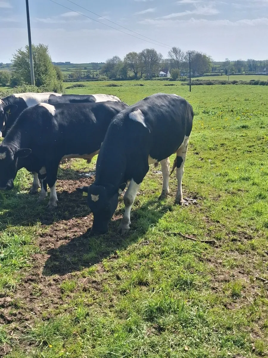 Friesian Bulls,, - Image 4