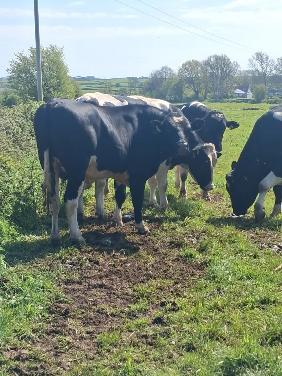 Friesian Bulls,, - Image 3