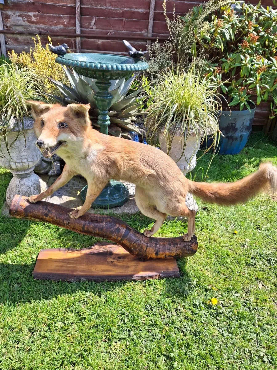 TAXIDERMY RED FOX - Image 1