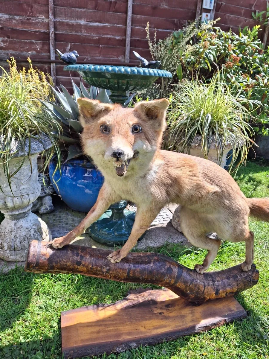 TAXIDERMY RED FOX - Image 3