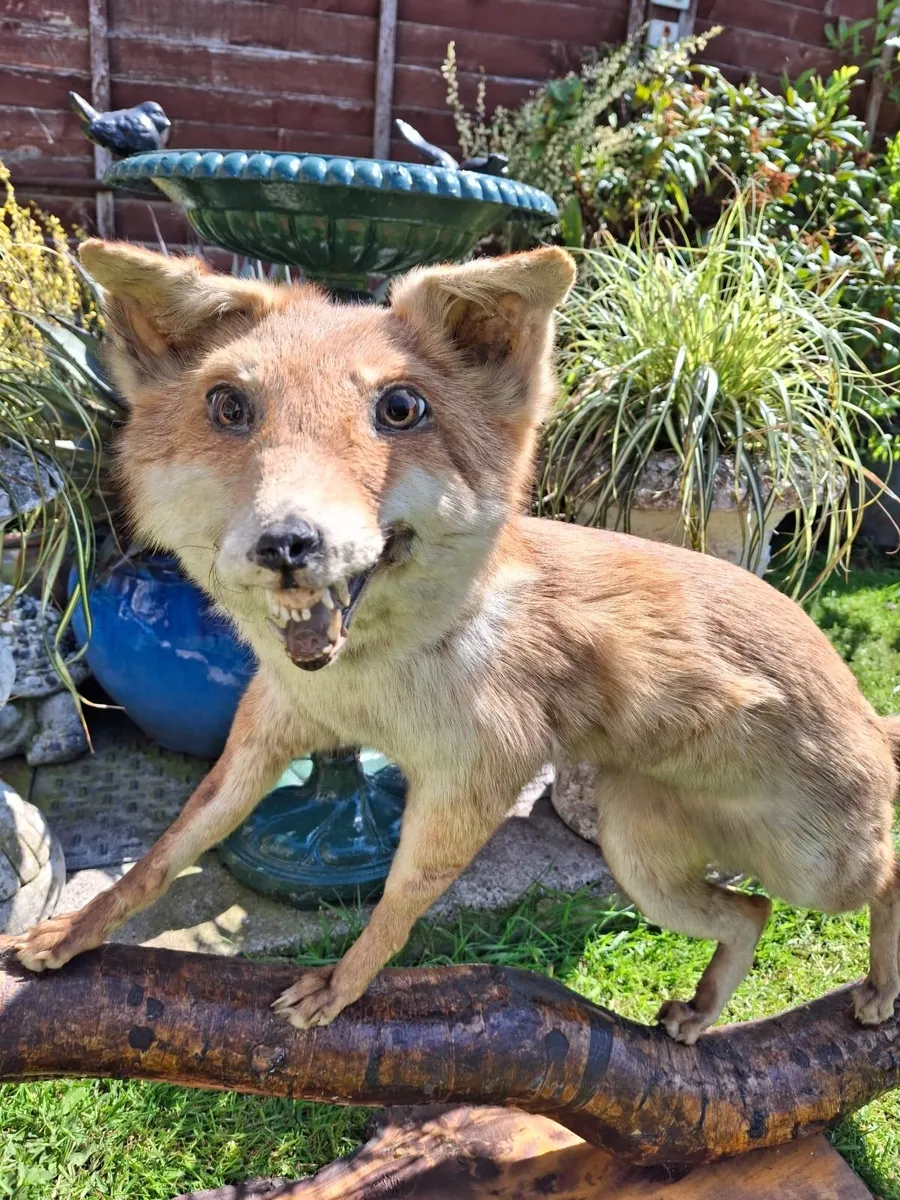 TAXIDERMY RED FOX - Image 4