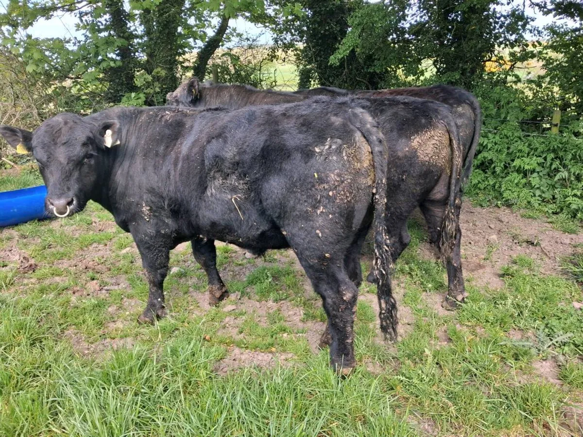 1 Angus Bull - Image 3