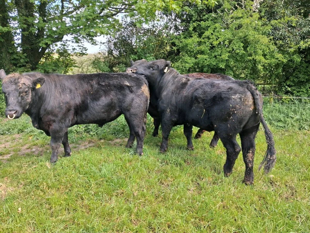 2 Angus Bulls - Image 1