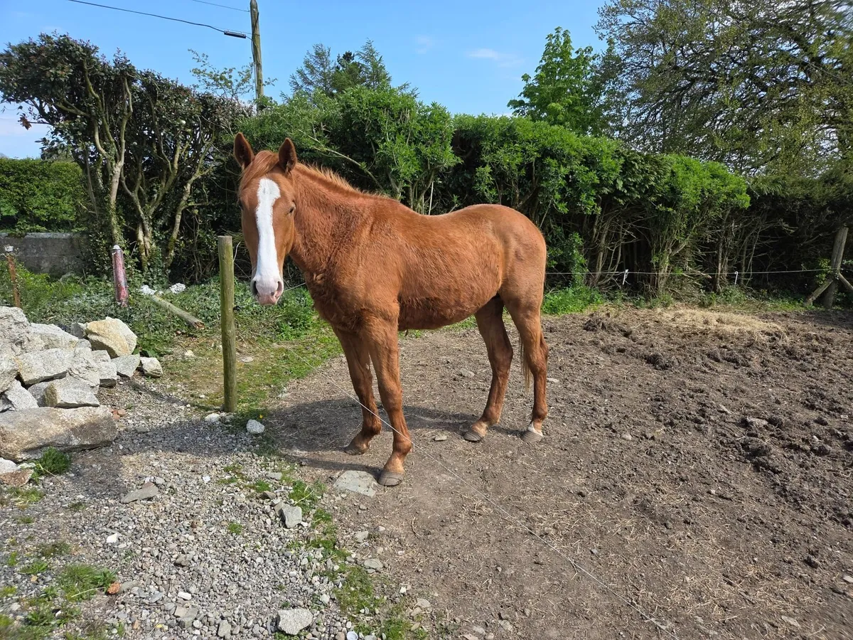 Traditional Irish Sport Horse - Image 4