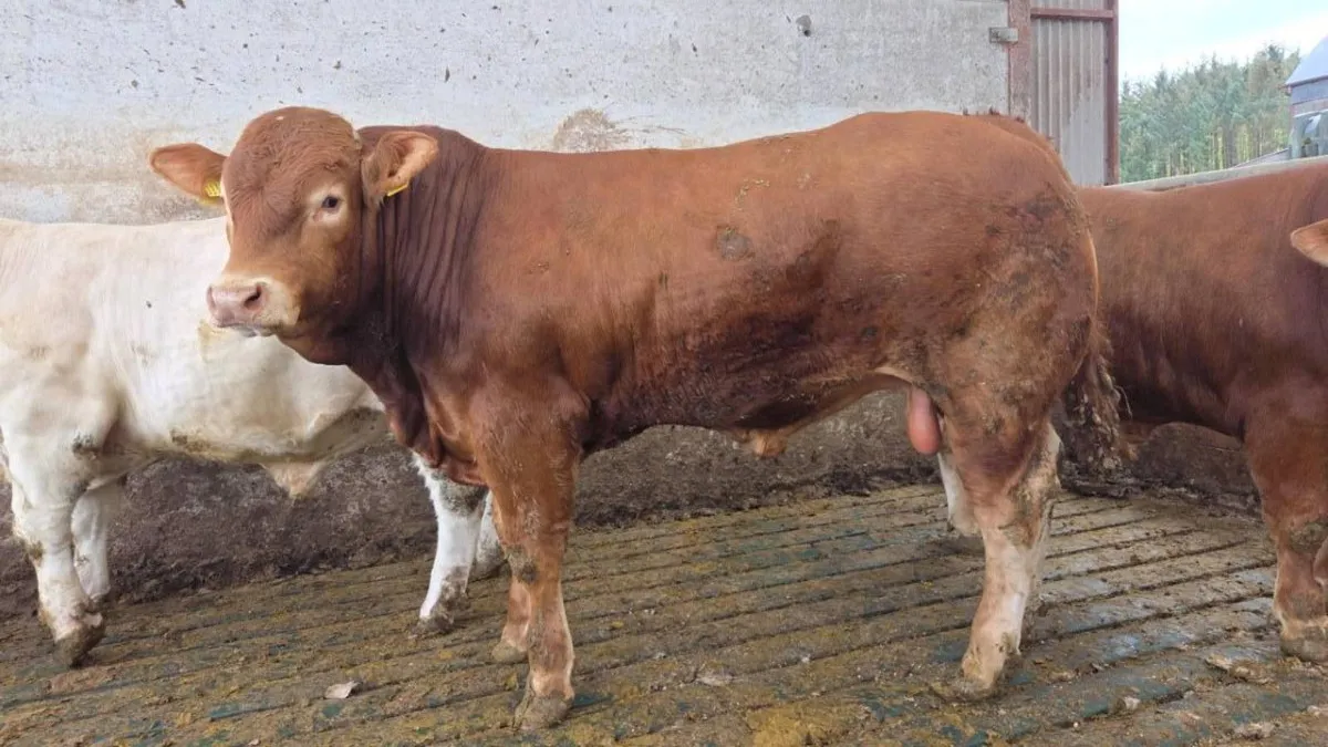 PBNR Limousin Bull - Image 1