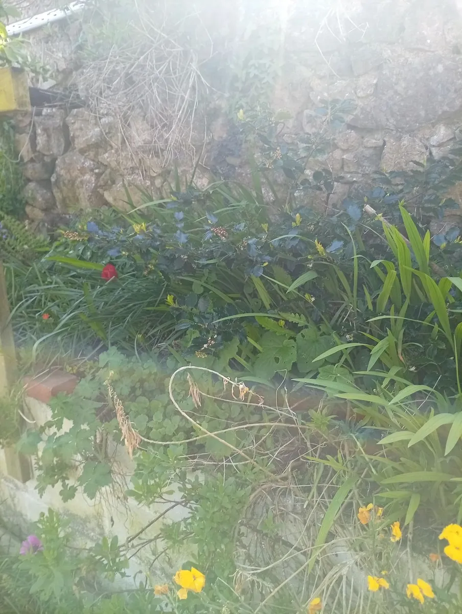 Rubbish removal - Image 3