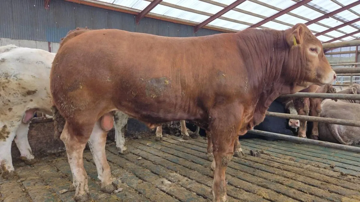 PBNR Limousin Bull - Image 2