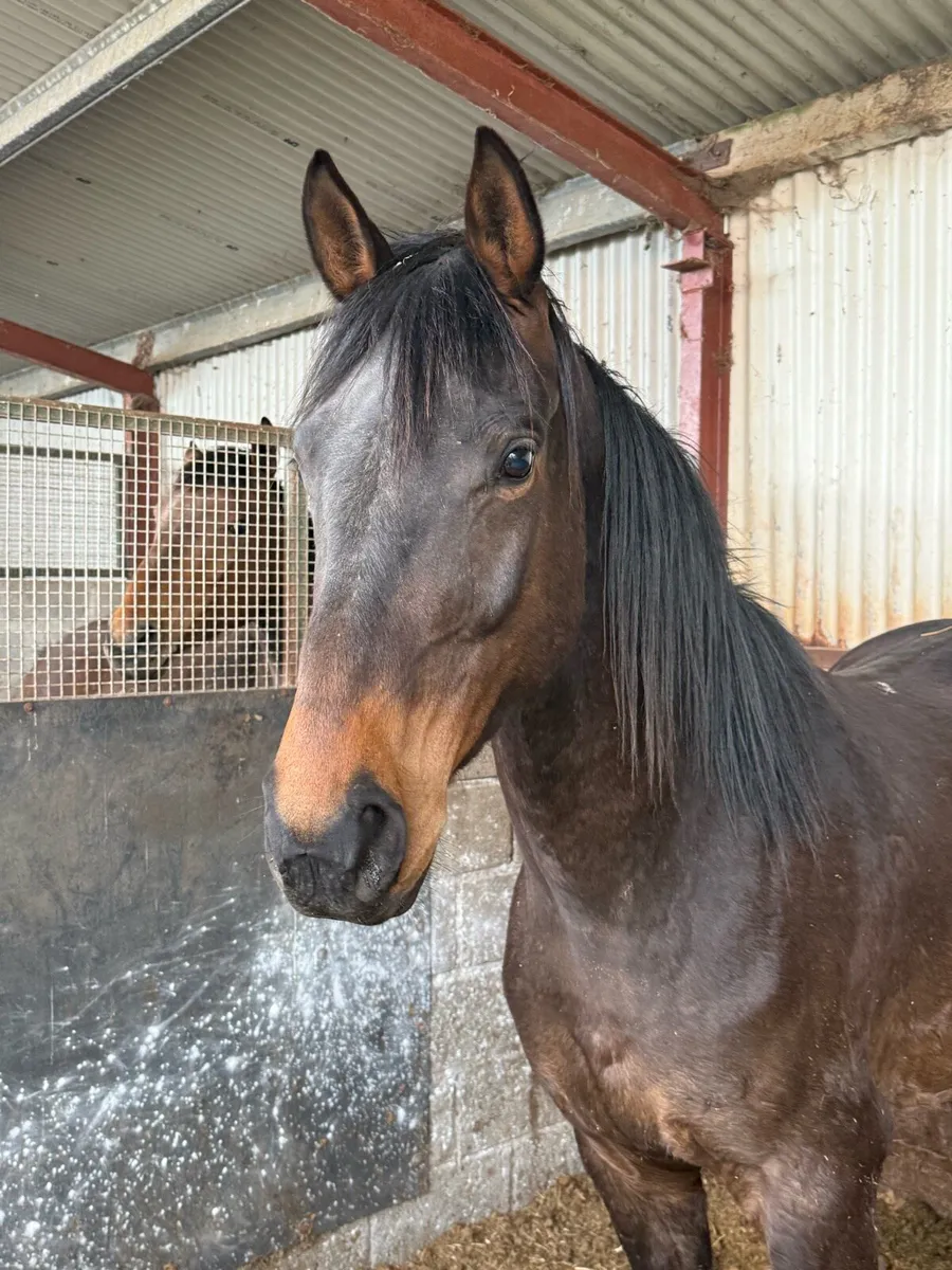 4 year old TIH - Image 1