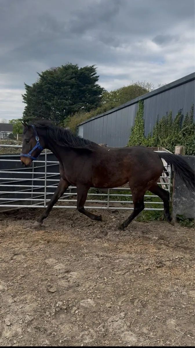 4 year old TIH - Image 2