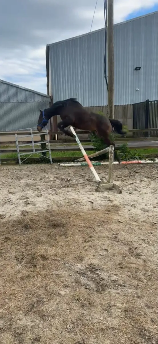 4 year old TIH - Image 3