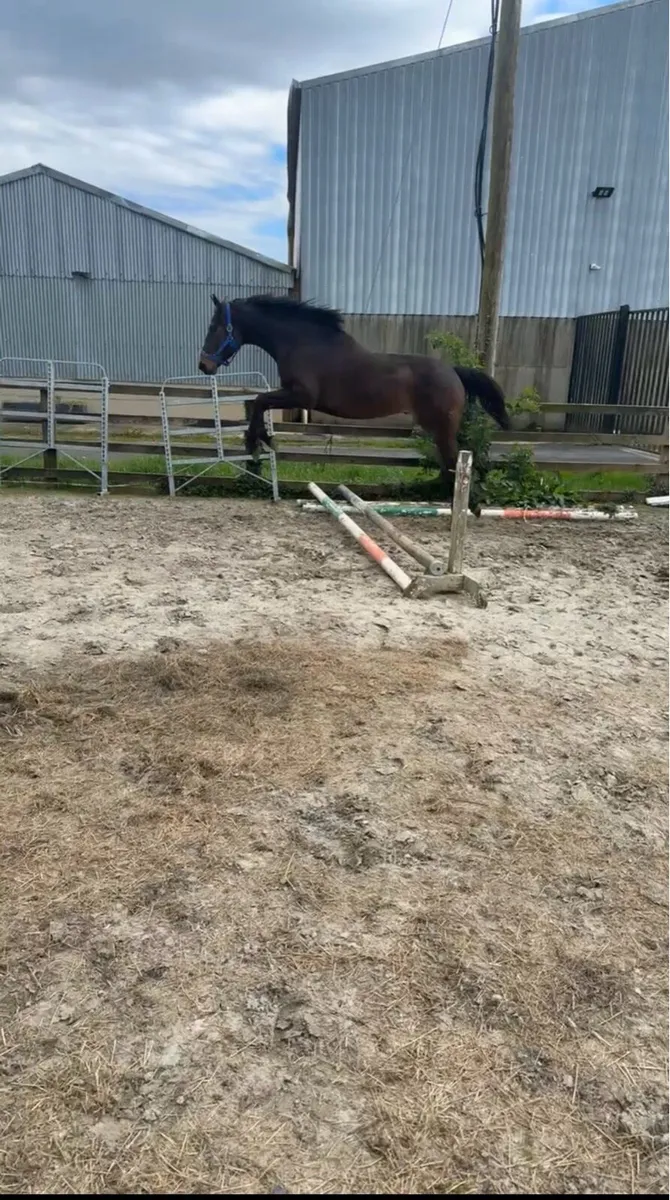 4 year old TIH - Image 4