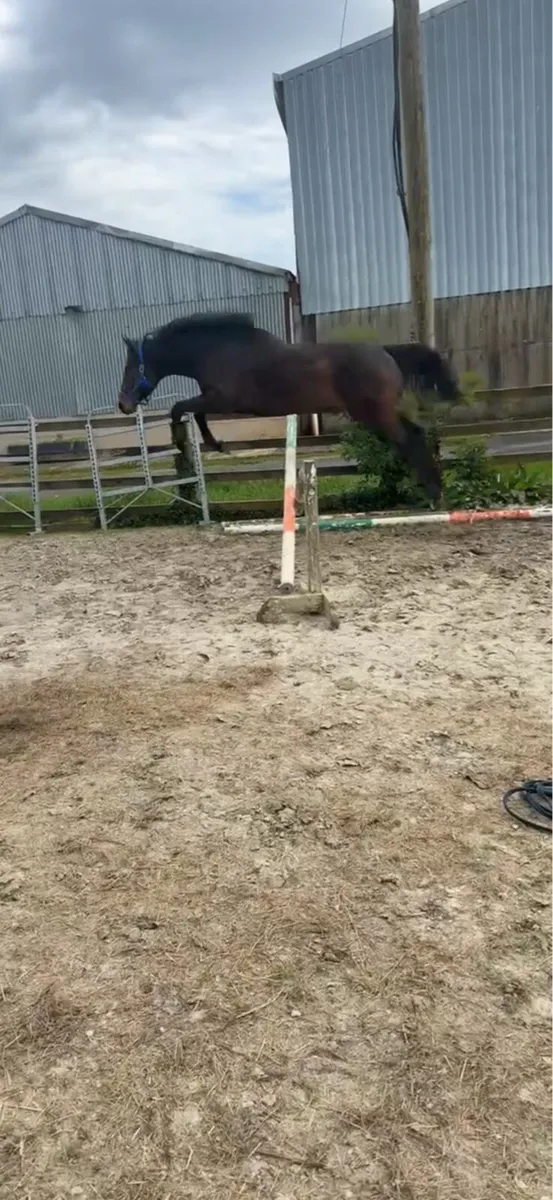 4 year old TIH - Image 2
