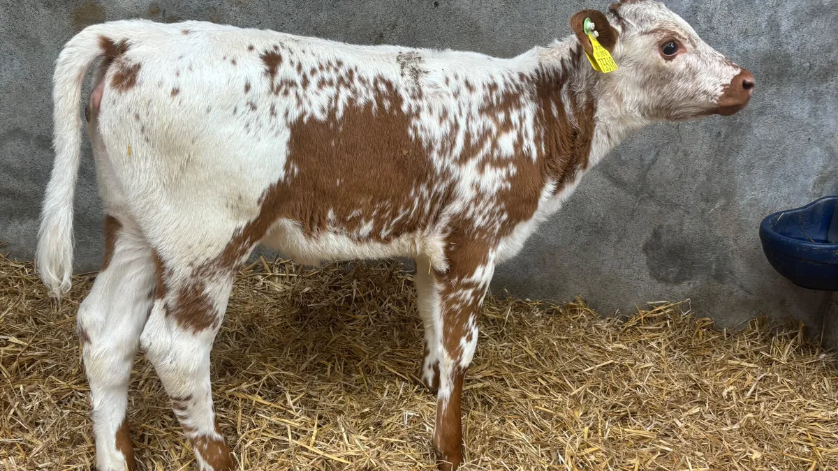 Super Red Speckled Park Heifer Calf - Image 3
