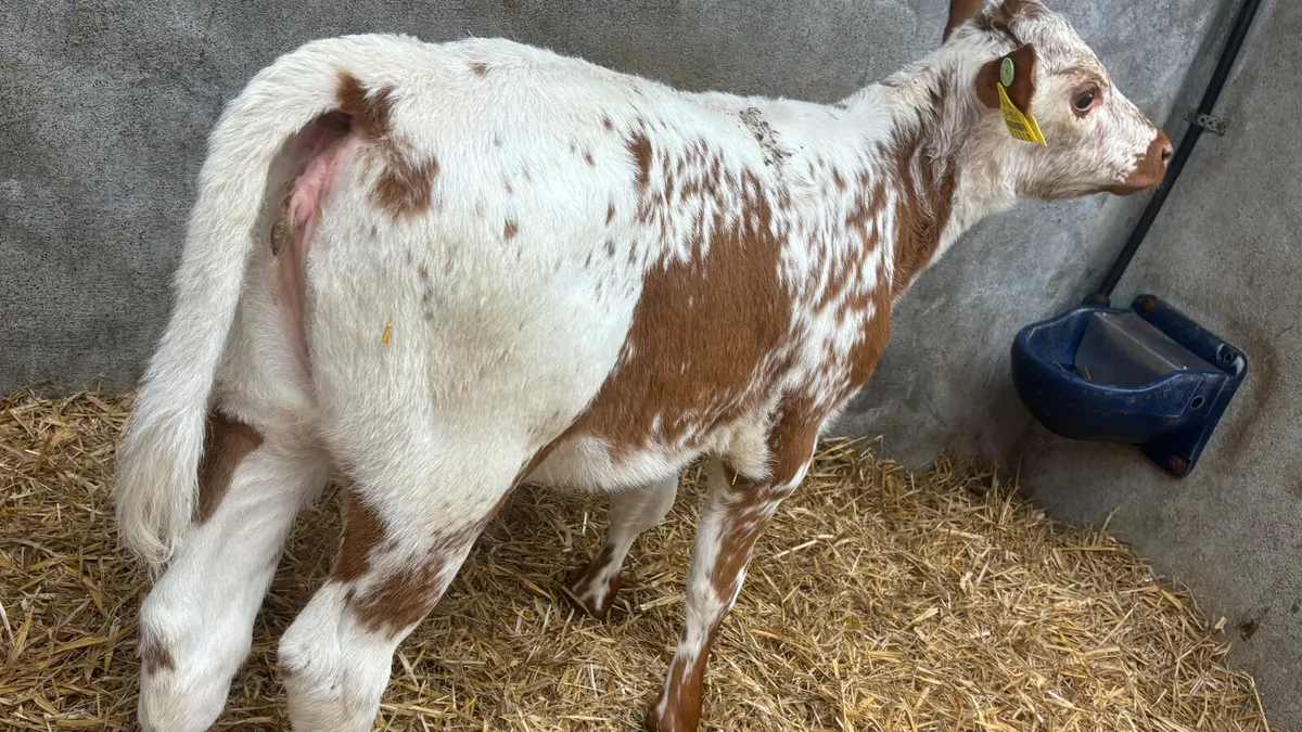 Super Red Speckled Park Heifer Calf - Image 2
