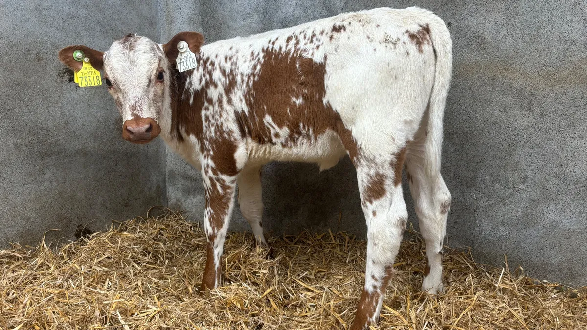 Super Red Speckled Park Heifer Calf - Image 1