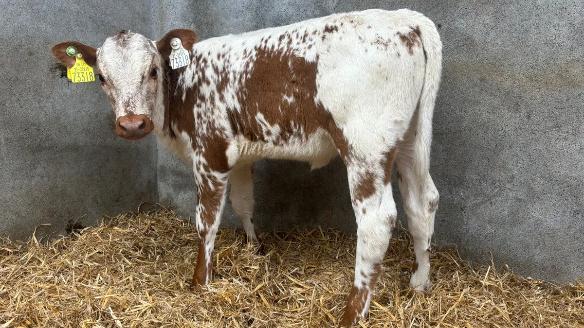 Super Red Speckled Park Heifer Calf - Image 4