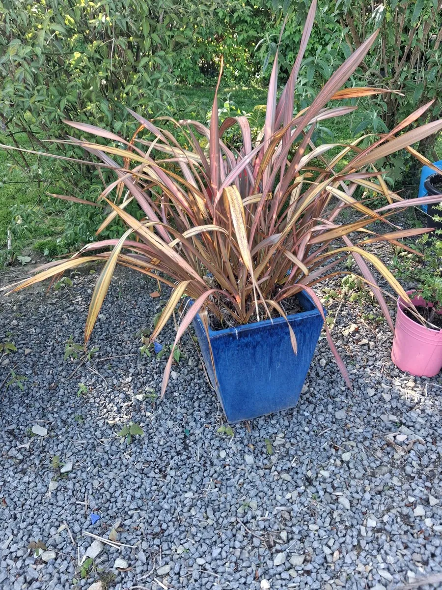 Potted plants oriental grass - Image 1