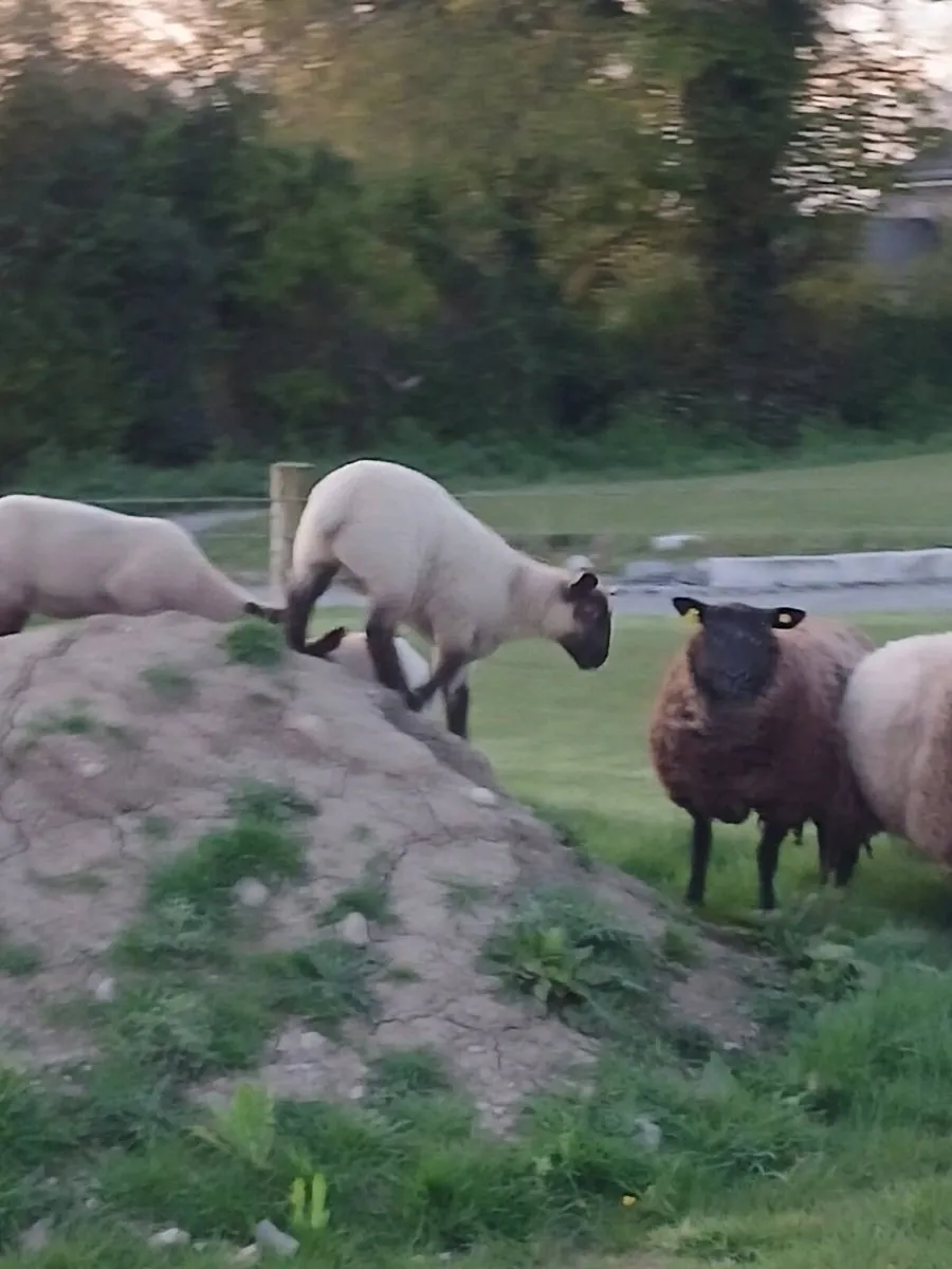 🔥2 ewes  4 lambs 2yr old  🔥 - Image 2