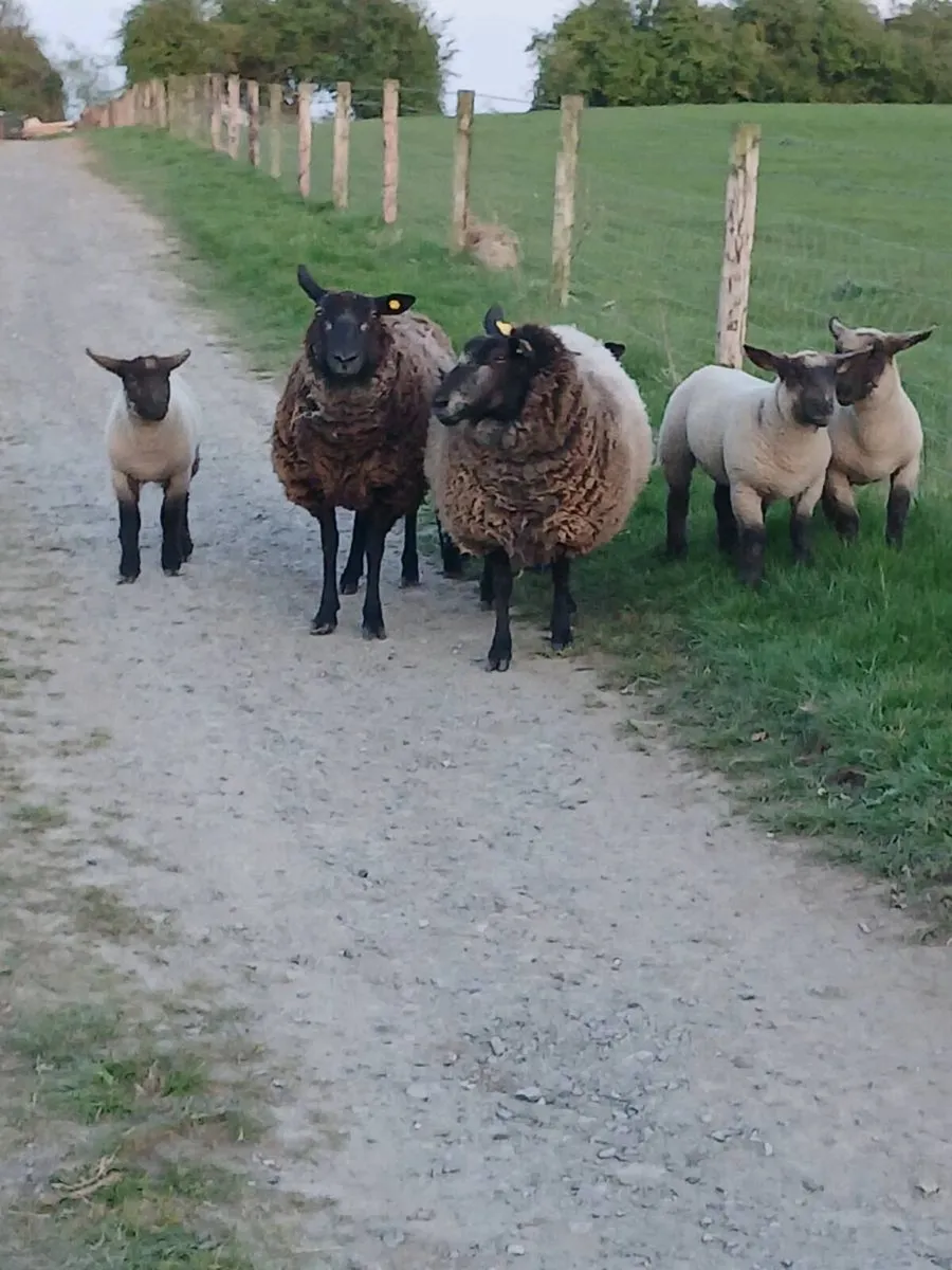 🔥2 ewes  4 lambs 2yr old  🔥 - Image 3