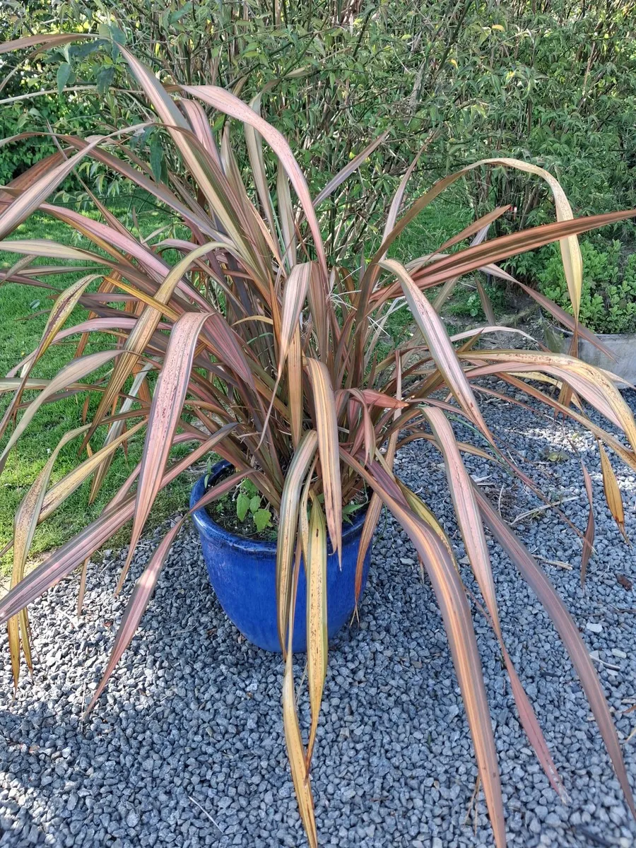 Potted plants oriental grass - Image 2