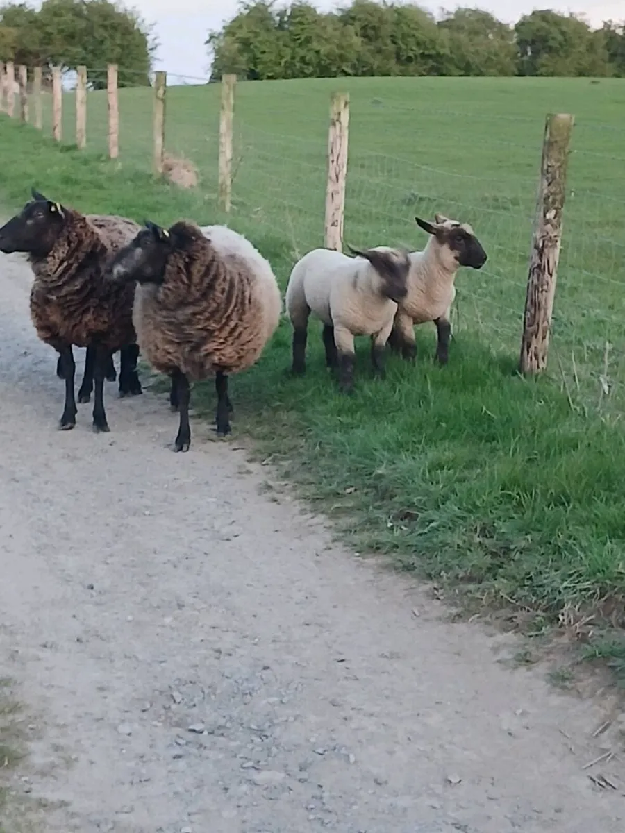 🔥2 ewes  4 lambs 2yr old  🔥 - Image 1